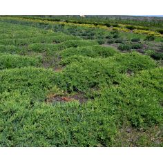 Можжевельник обыкновенный...