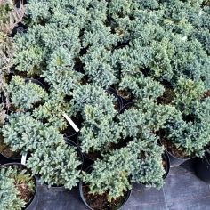 Можжевельник чешуйчатый... 2