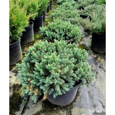 Можжевельник чешуйчатый... 2