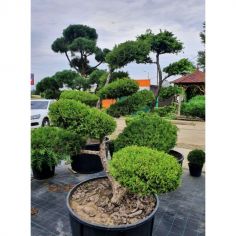 Можжевельник средний "Old...