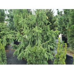 Ель европейская "Acrocona"... 2