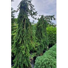 Ель европейская "Inversa"...