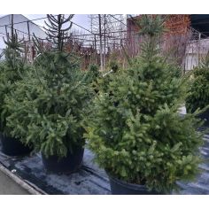 Ель "Omorika" (picea...