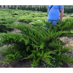 Можжевельник Средний "Mint...