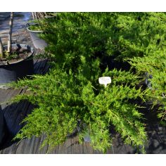 Можжевельник Средний "Mint...