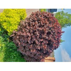 Барбарис Тунберга...