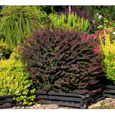 Барбарис Тунберга... 2