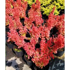 Барбарис Тунберга "Orange...