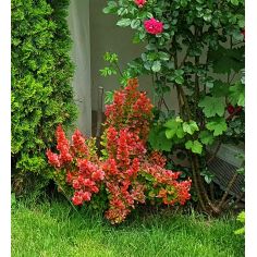 Барбарис Тунберга "Orange... 2