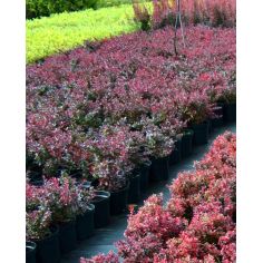 Барбарис Тунберга... 2