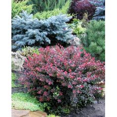 Барбарис Тунберга...