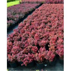 Барбарис Тунберга...