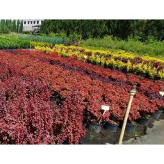 Барбарис Тунберга... 2