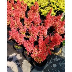 Барбарис Тунберга "Coral"...