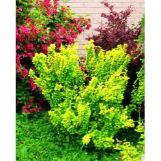 Барбарис Тунберга "Golden...