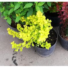 Барбарис Тунберга "Golden... 2