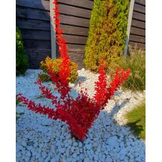 Барбарис Тунберга "Orange...