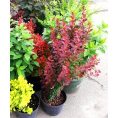 Барбарис Тунберга "Orange... 2