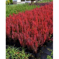 Барбарис Тунберга "Red...