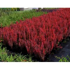 Барбарис Тунберга "Red... 2