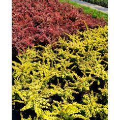 Барбарис Тунберга...