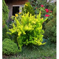 Барбарис Тунберга... 2