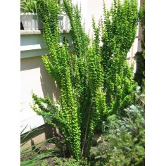 Барбарис Тунберга "Erecta"...