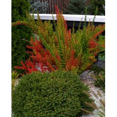 Барбарис Тунберга "Erecta"... 2