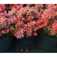 Барбарис Тунберга "Ruby...