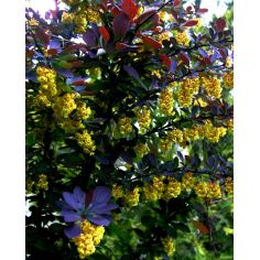 Барбарис oтавский "Superba"...