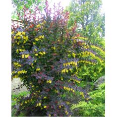 Барбарис oтавский "Superba"... 2