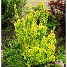 Барбарис Тунберга "Maria"...