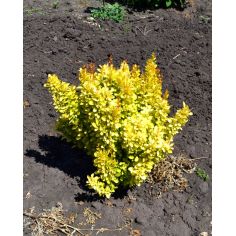 Барбарис Тунберга "Maria"... 2