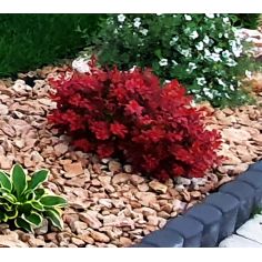 Барбарис тунберга "Red Hot...