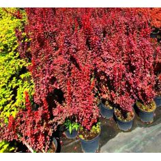 Барбарис тунберга "Vulcano"...