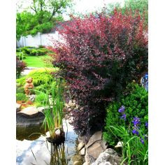 Барбарис Тунберга микс...