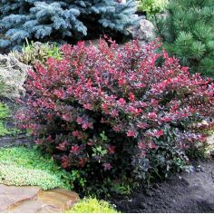 Барбарис тунберга... 2