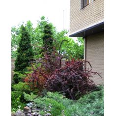 Барбарис Тунберга "Red...