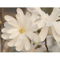 Магнолия звездчатая...