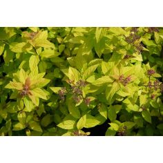 Спирея японская "Japanese...