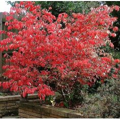 Бересклет крылатый...