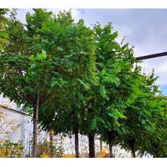 Акация Umbraculifera...