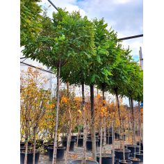 Акация Umbraculifera... 2