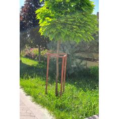 Катальпа бигнониевидная... 2