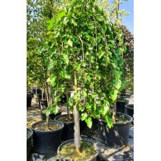 Шелковица Белая  "Pendula"...