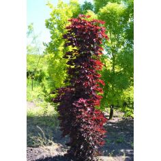 Клён остролистный "Royal...