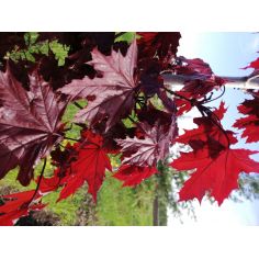 Клён остролистный "Royal... 2