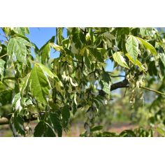 Клён Ясенелистный... 2