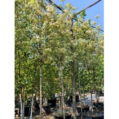 Клён Ясенелистный...