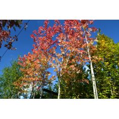 Клён Фримана Autumn Blaze... 2